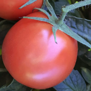Pomidor Carmello
