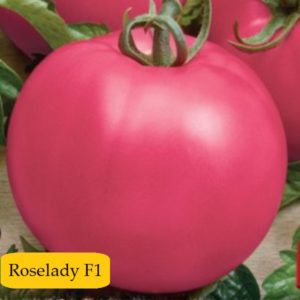 Pomidor Roselady F1