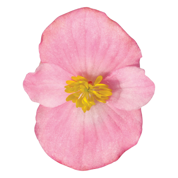 Begonia Ascot Pink