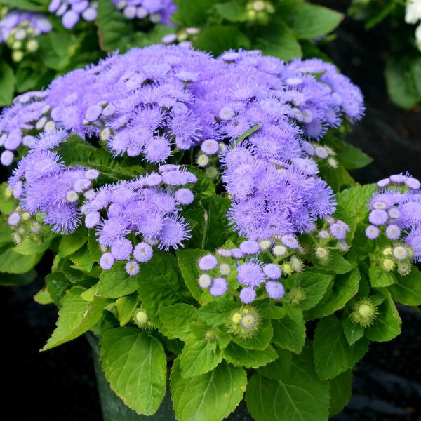 Ageratum Aloha