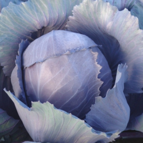 kapusta czerwona Kvit F1